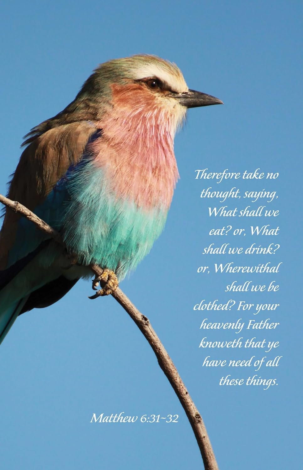 General Worship Bulletin: Your Heavenly Father Knoweth (Package of 100): Matthew 6:31-32 (Kjv)